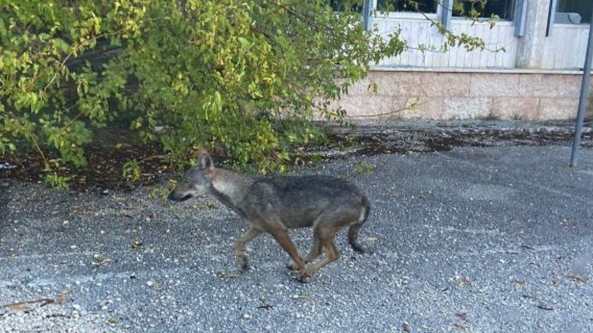 Collemaggio, il lupo avvistato non è solo